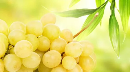 Ампелотерапия: лечение виноградом